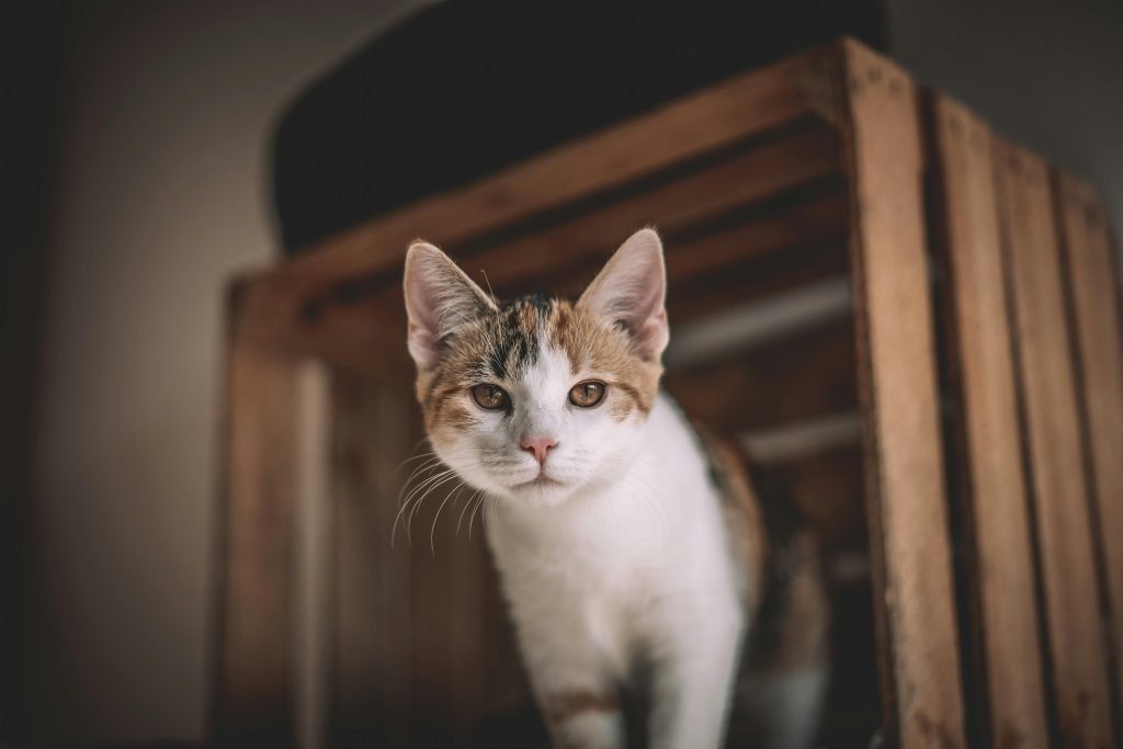 mascota en hogar